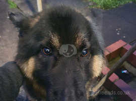 German shepherd hot sale low price