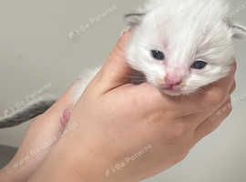 Ragdoll kittens ready to reserve