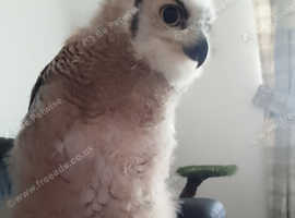 Great horn owl chick