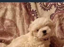 Beautiful Maltese pups