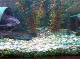 STILL AVAILABLE 2 X Raphael Huge Female Catfish over 12 years old - Area Plymouth St Budeaux, for £40 each