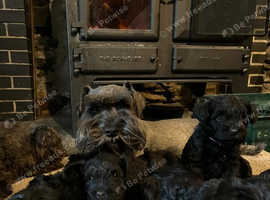 KC Registered Miniature Schnauzer Puppies - Due Around 29th May