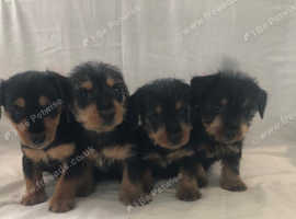 Dachshund cross Yorkshire Terrier puppies