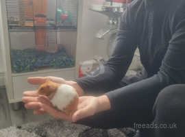 6 month old male tamed Syrian hamster