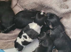 5 beautiful chorkies