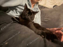 2 male cats
