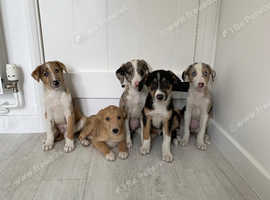 Amazing Collie x Lurcher Puppies