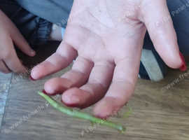 Indian stick insects
