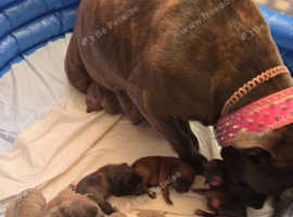8 beautiful staffy pups