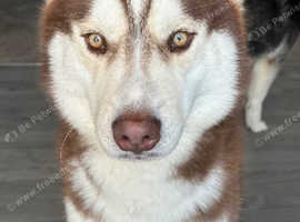 Male Siberian Husky for sale