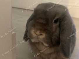 3 year old neutered female