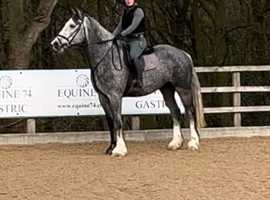 Gary irish draft x Clydsdale