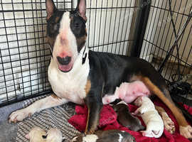 **Top quality KC Bull Terrier puppies**