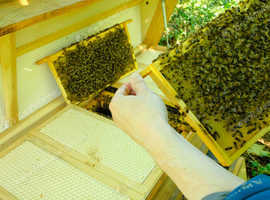 5 frame standard natonal nuc: Buckfast bees from an instrumentally inseminated VSH queen