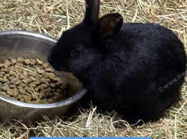 Rex Rabbits and Rex cross Dutch Males