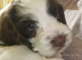 Sprocker puppies for sale sales yorkshire