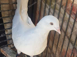 White pigeon for sale