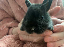 Argent cross Rex rabbits babies