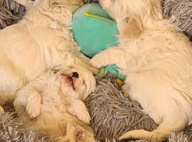 Bishon frise