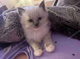 Ragdoll kitten