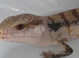 Barry the Northern blue tongue skink