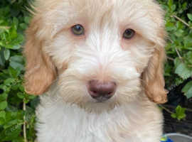 Miniature/Medium Size Goldendoodle Puppies