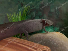 Lavender Axolotl
