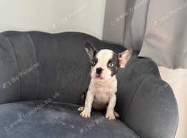 One husky Frenchie