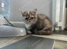Persian x British shorthair