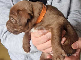 Chocolate Patterdale puppies