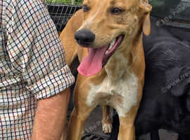 7 month old dog. If the add is still up he is still available
