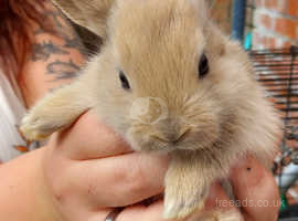 Adorable baby rabbits for sale.