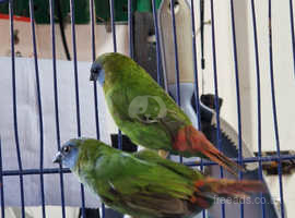 Proven pair of blue faced parrot finch for sale
