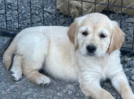 Kc registered golden retriever puppies