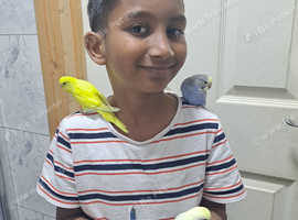 Super silly hand tamed baby budgies for sale