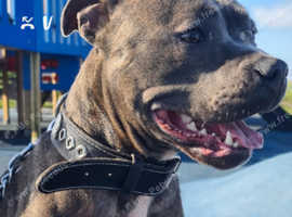 Kc blue staffy