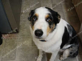 Male collie