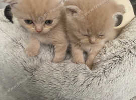 Scottish fold/ straights