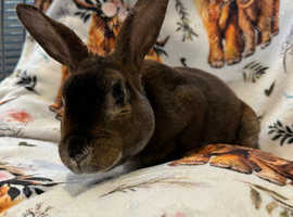 2 year old male mini rex for sale