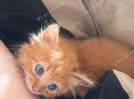 kittens