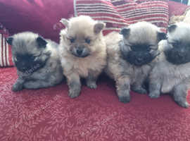 Teddy bear pomeraniums