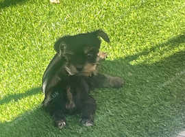 Yorkshire puppies
