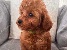 Last Cavapoo boy available