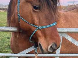 Beautiful Highland X mare