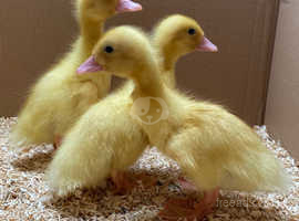 Day Old Female Aylesbury Ducklings in Colchester on Freeads Classifieds ...