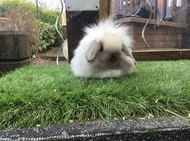 Seal Point Mini Lion Lops Baby Rabbits £40 Each in Durham DH1 on ...