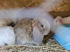 Unique mini plush lops