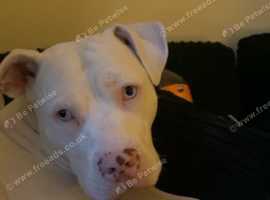 American bulldog x staffy need good home