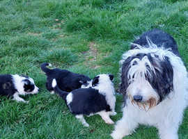 Bearded collie pups