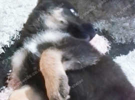 Shepsky puppy for sale